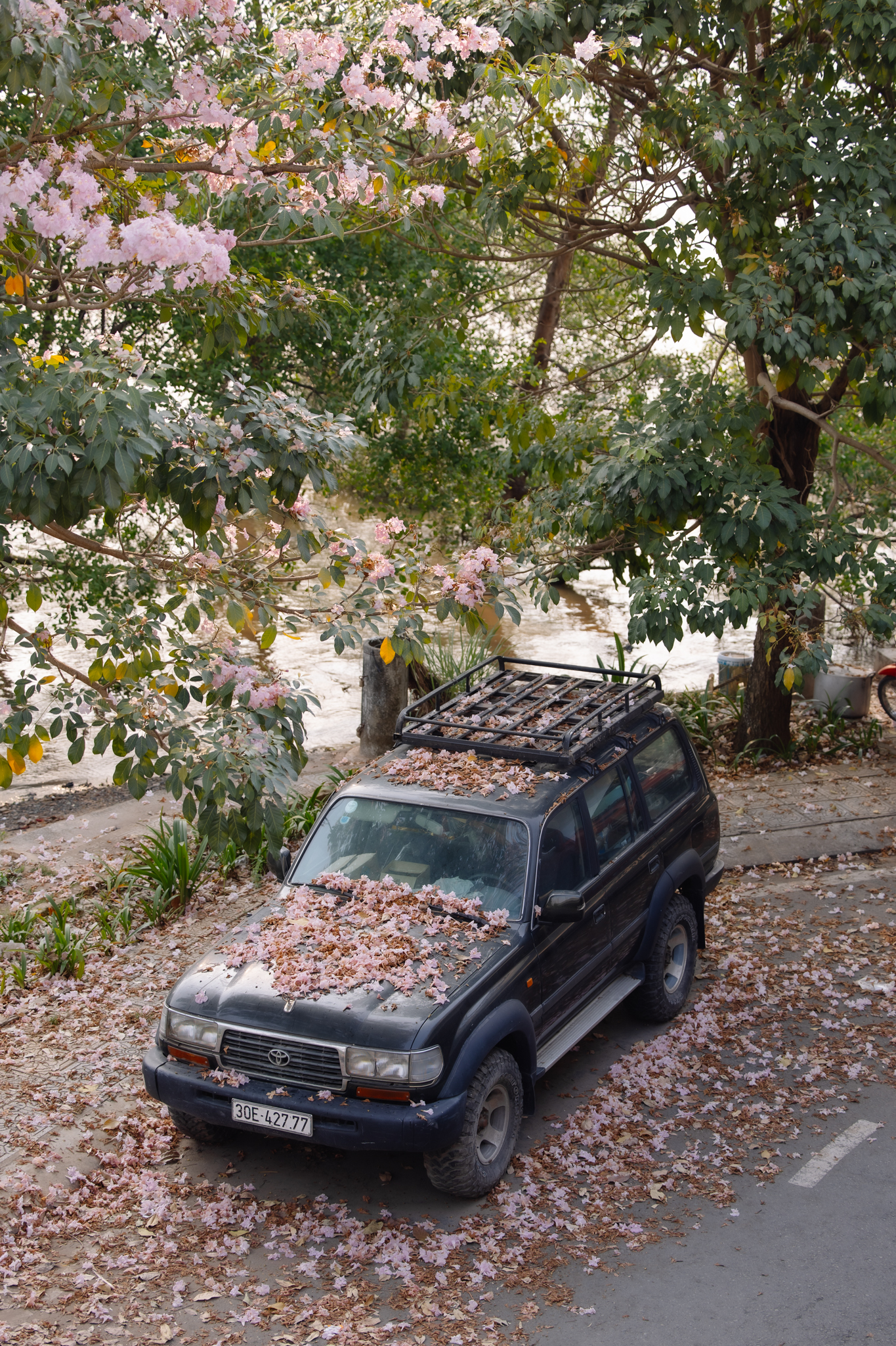 Giữa c&aacute;i nắng gắt ở TP.HCM, d&acirc;n t&igrave;nh đồng loạt đi chậm lại ngắm h&agrave;ng k&egrave;n hồng hiếm hoi trong năm- Ảnh 15.