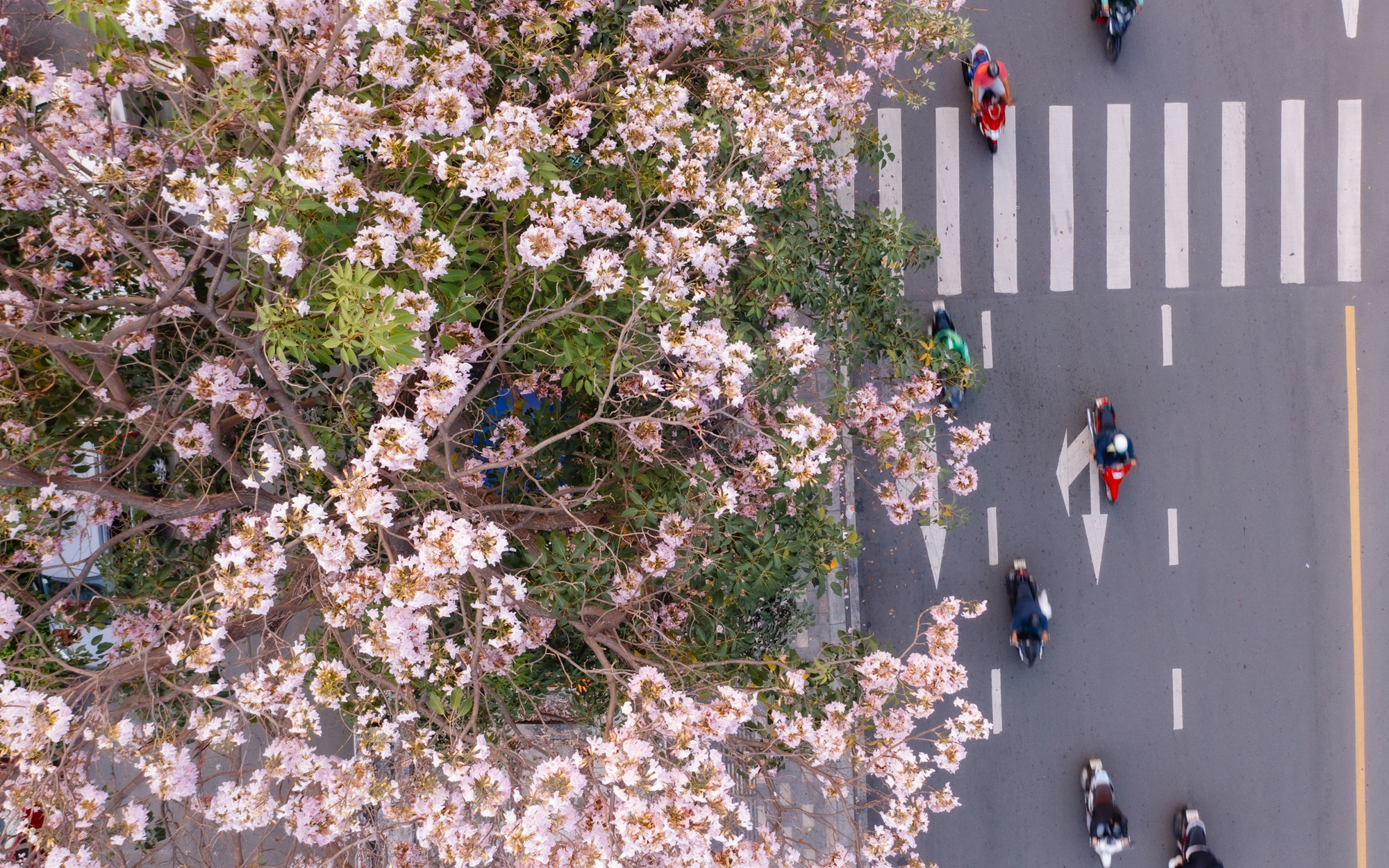 Giữa c&aacute;i nắng gắt ở TP.HCM, d&acirc;n t&igrave;nh đồng loạt đi chậm lại ngắm h&agrave;ng k&egrave;n hồng hiếm hoi trong năm- Ảnh 3.