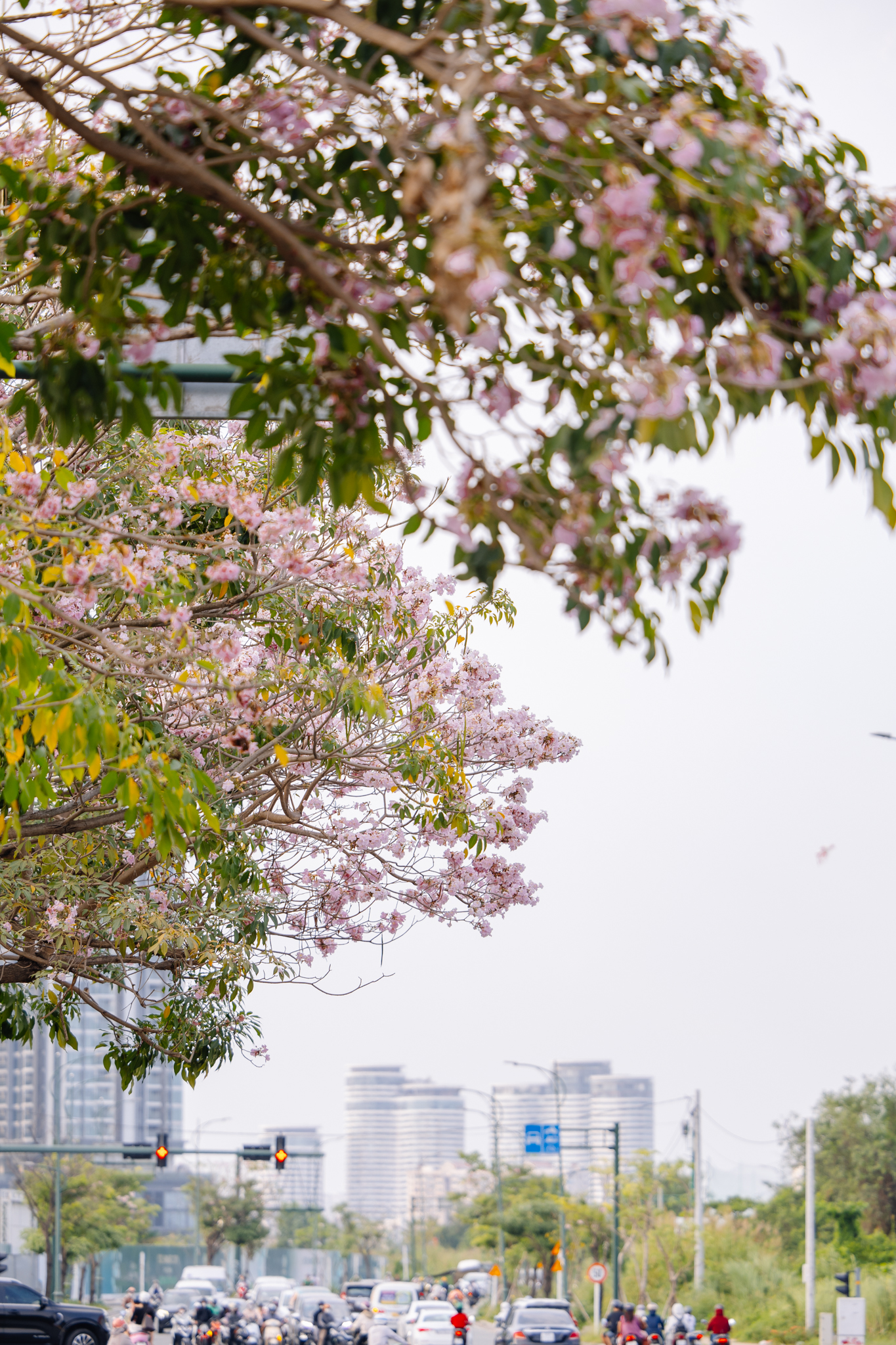 Giữa c&aacute;i nắng gắt ở TP.HCM, d&acirc;n t&igrave;nh đồng loạt đi chậm lại ngắm h&agrave;ng k&egrave;n hồng hiếm hoi trong năm- Ảnh 5.