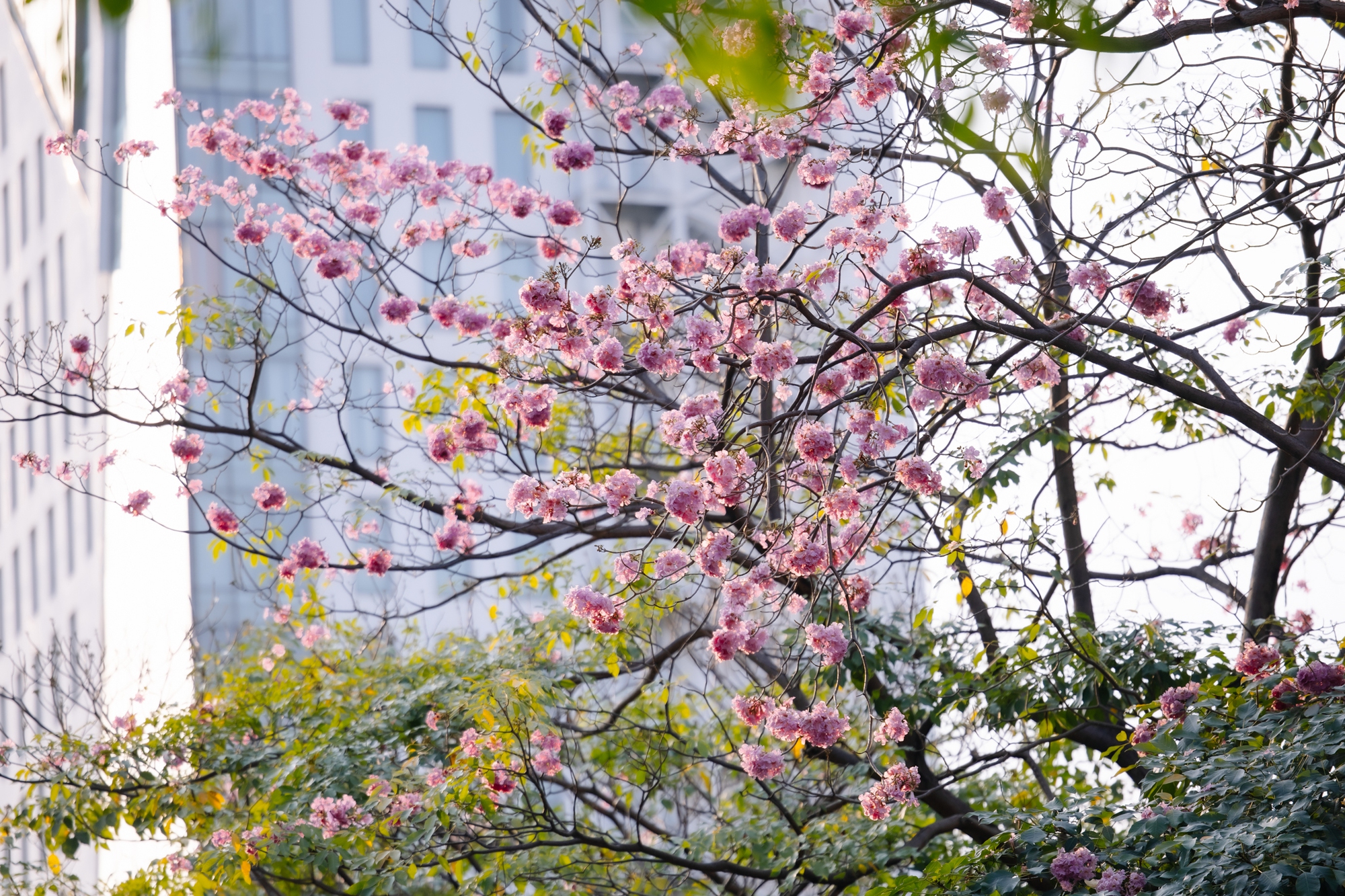 Giữa c&aacute;i nắng gắt ở TP.HCM, d&acirc;n t&igrave;nh đồng loạt đi chậm lại ngắm h&agrave;ng k&egrave;n hồng hiếm hoi trong năm- Ảnh 6.