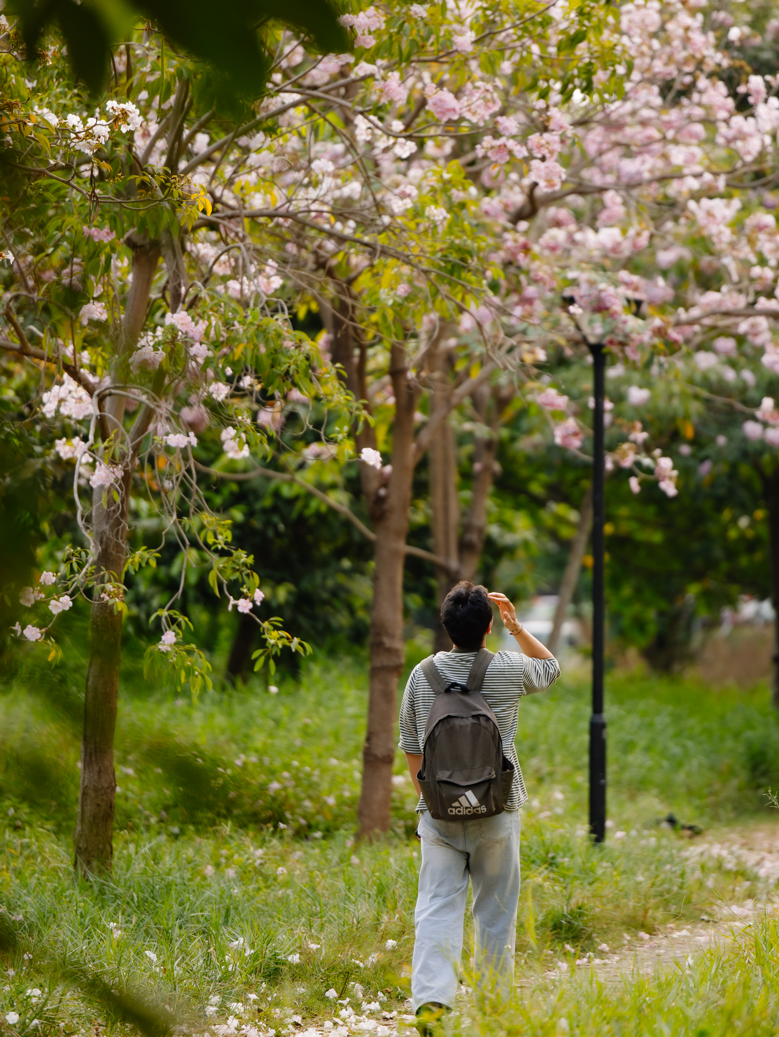 Giữa c&aacute;i nắng gắt ở TP.HCM, d&acirc;n t&igrave;nh đồng loạt đi chậm lại ngắm h&agrave;ng k&egrave;n hồng hiếm hoi trong năm- Ảnh 19.