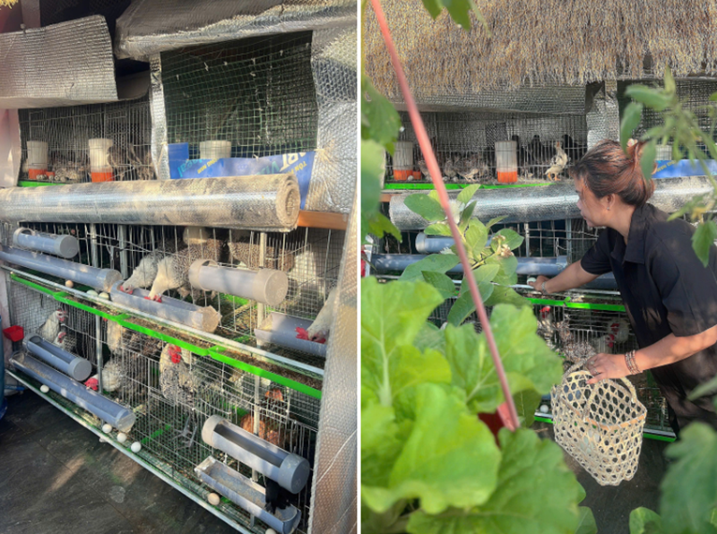 Mẹ đảm Đồng Nai biến s&acirc;n thượng 90m2 th&agrave;nh "si&ecirc;u thị" tại gia, nu&ocirc;i g&agrave; tầng hầm, thu hoạch rau quả mỏi tay- Ảnh 3.