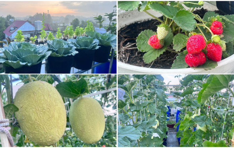 Mẹ đảm Đồng Nai biến s&acirc;n thượng 90m2 th&agrave;nh "si&ecirc;u thị" tại gia, nu&ocirc;i g&agrave; tầng hầm, thu hoạch rau quả mỏi tay- Ảnh 4.