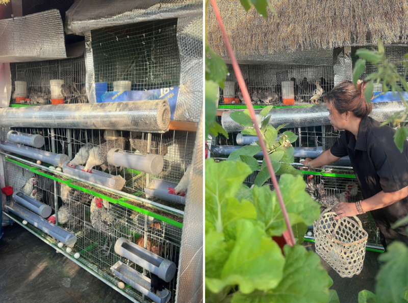 Mẹ đảm Đồng Nai biến s&acirc;n thượng 90m2 th&agrave;nh "si&ecirc;u thị" tại gia, nu&ocirc;i g&agrave; tầng hầm, thu hoạch rau quả mỏi tay- Ảnh 6.