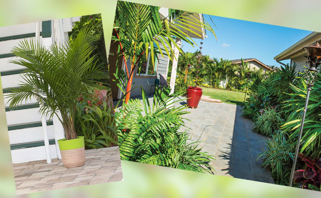 9 loại c&acirc;y may mắn n&ecirc;n trồng trước cửa nh&agrave;- Ảnh 4.