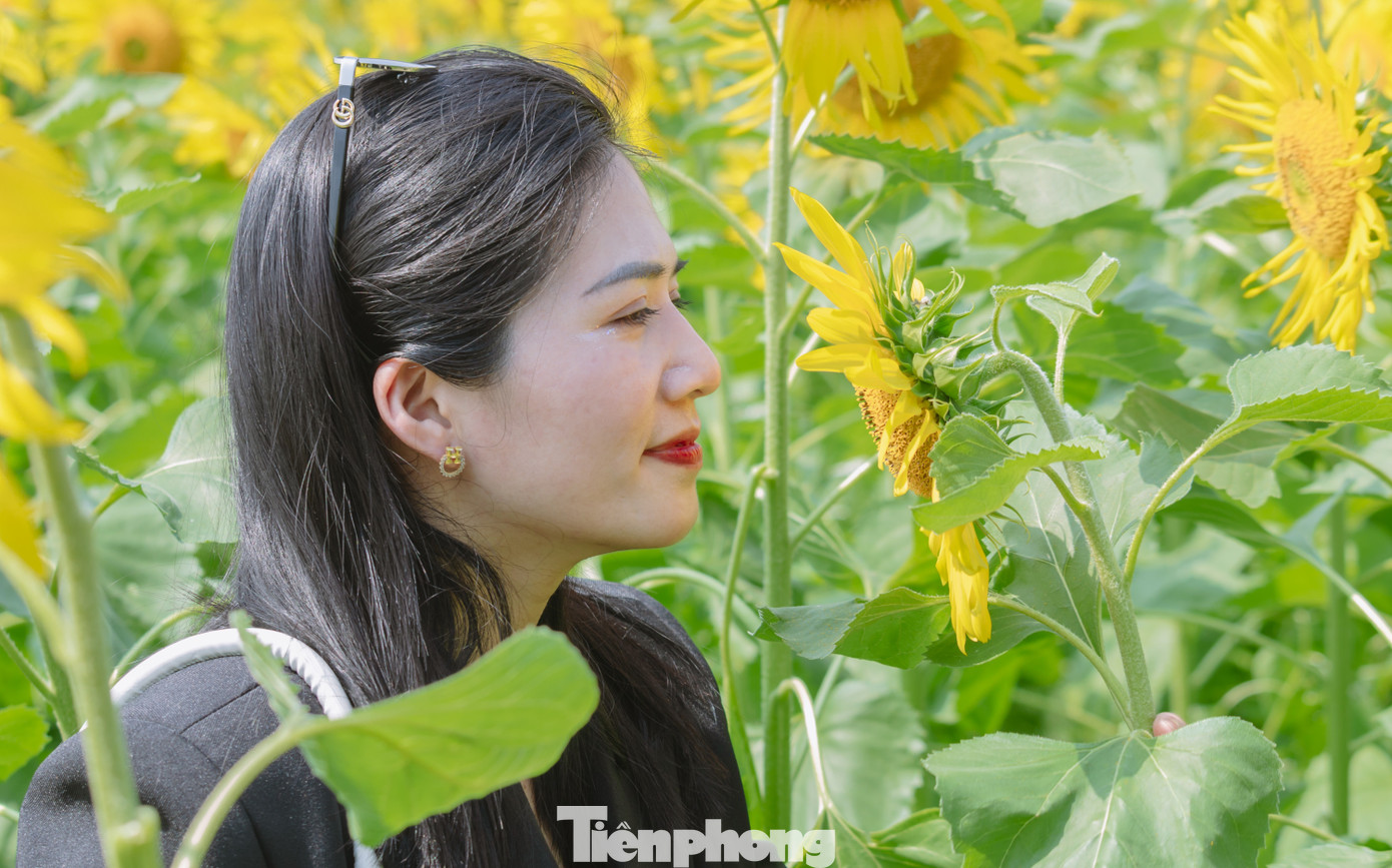 Bạn trẻ nườm nượp check-in vườn hoa hướng dương ở qu&ecirc; B&aacute;c- Ảnh 10.