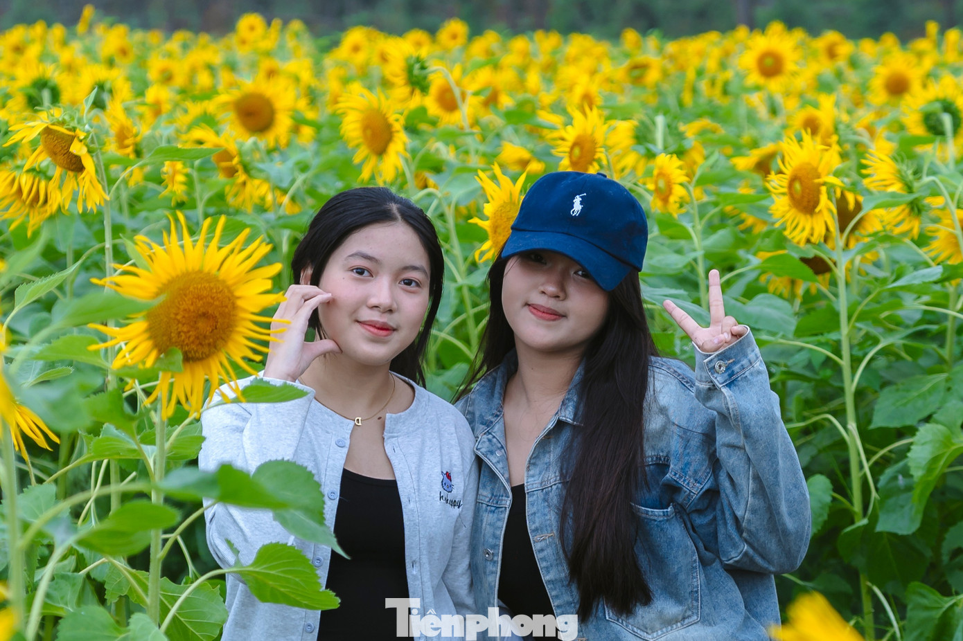 Bạn trẻ nườm nượp check-in vườn hoa hướng dương ở qu&ecirc; B&aacute;c- Ảnh 3.