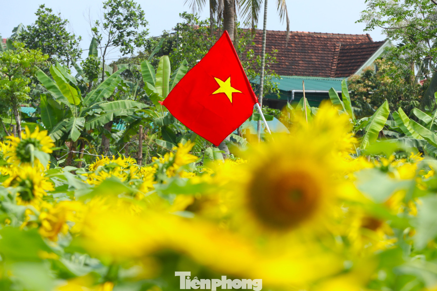 Bạn trẻ nườm nượp check-in vườn hoa hướng dương ở qu&ecirc; B&aacute;c- Ảnh 2.