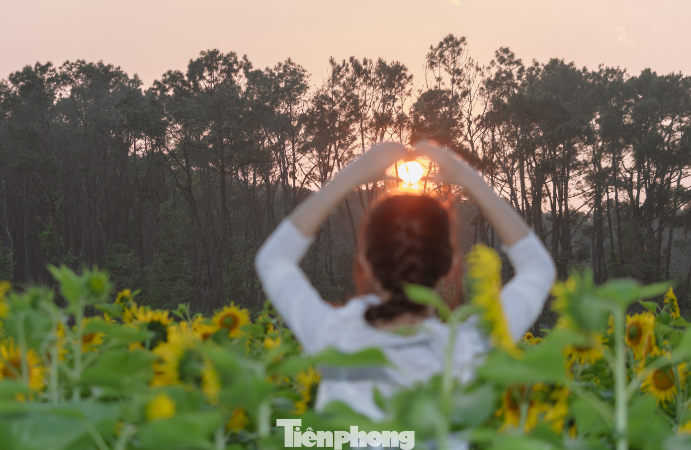 Bạn trẻ nườm nượp check-in vườn hoa hướng dương ở qu&ecirc; B&aacute;c- Ảnh 8.