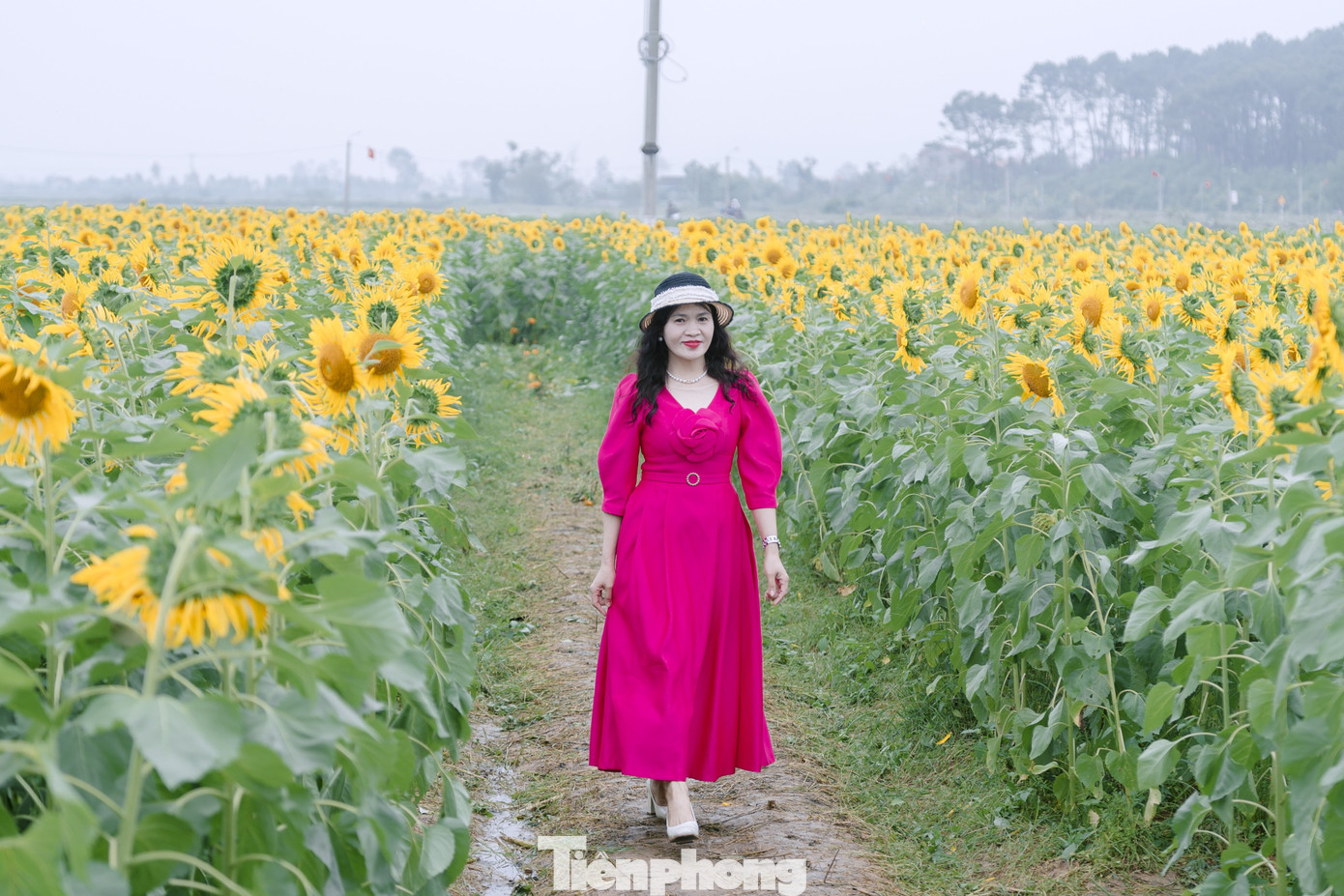 Bạn trẻ nườm nượp check-in vườn hoa hướng dương ở qu&ecirc; B&aacute;c- Ảnh 5.