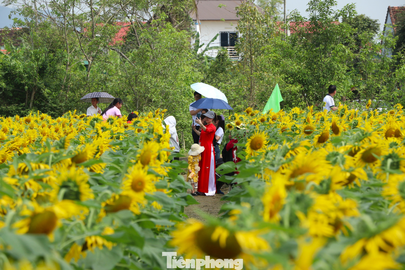 Bạn trẻ nườm nượp check-in vườn hoa hướng dương ở qu&ecirc; B&aacute;c- Ảnh 17.