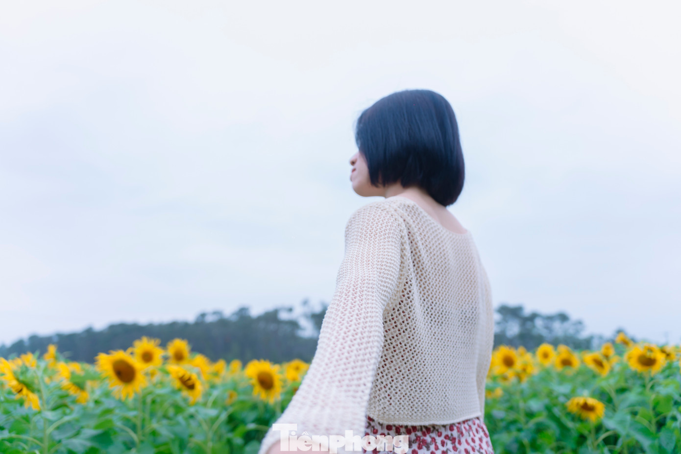 Bạn trẻ nườm nượp check-in vườn hoa hướng dương ở qu&ecirc; B&aacute;c- Ảnh 9.