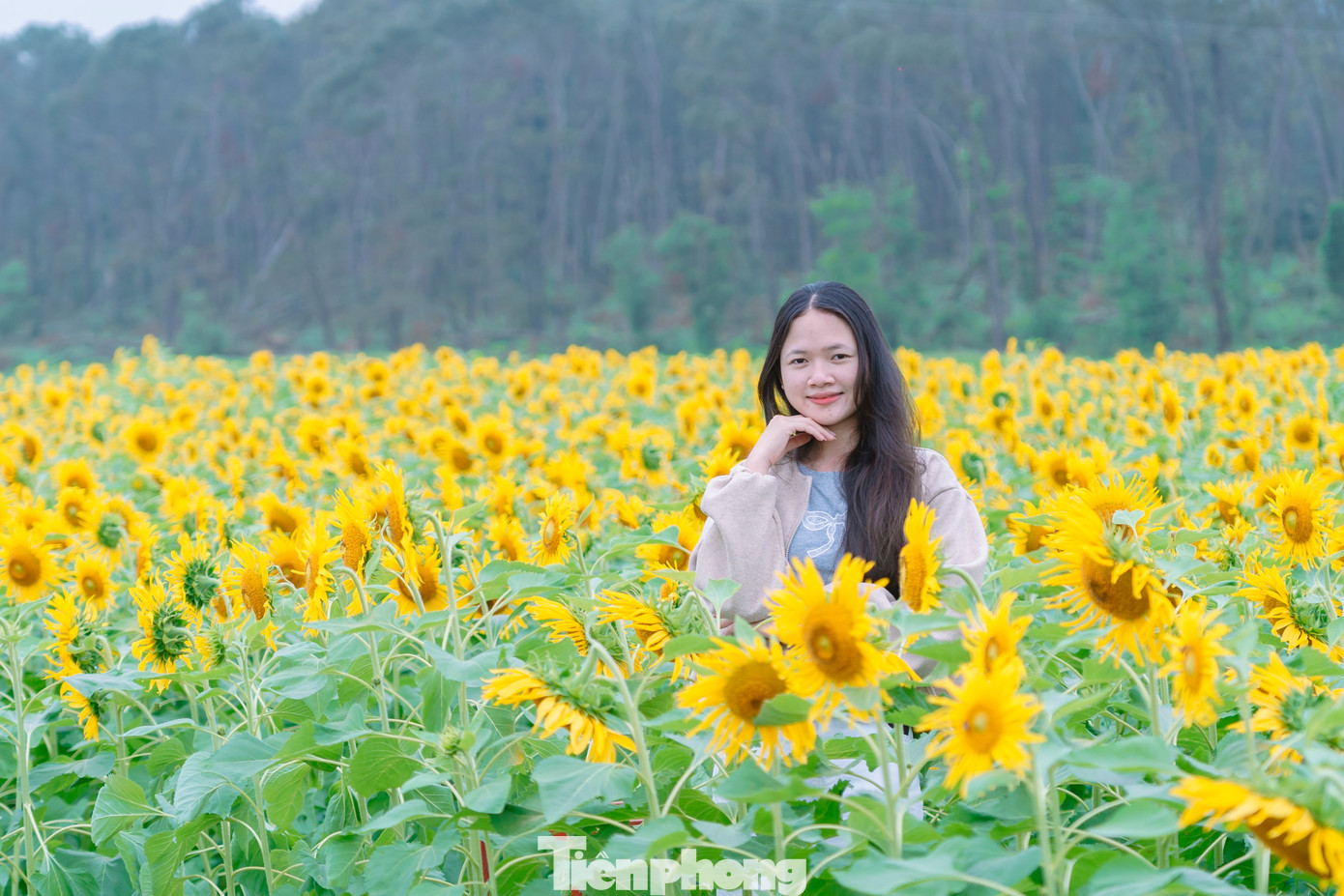 Bạn trẻ nườm nượp check-in vườn hoa hướng dương ở qu&ecirc; B&aacute;c- Ảnh 11.