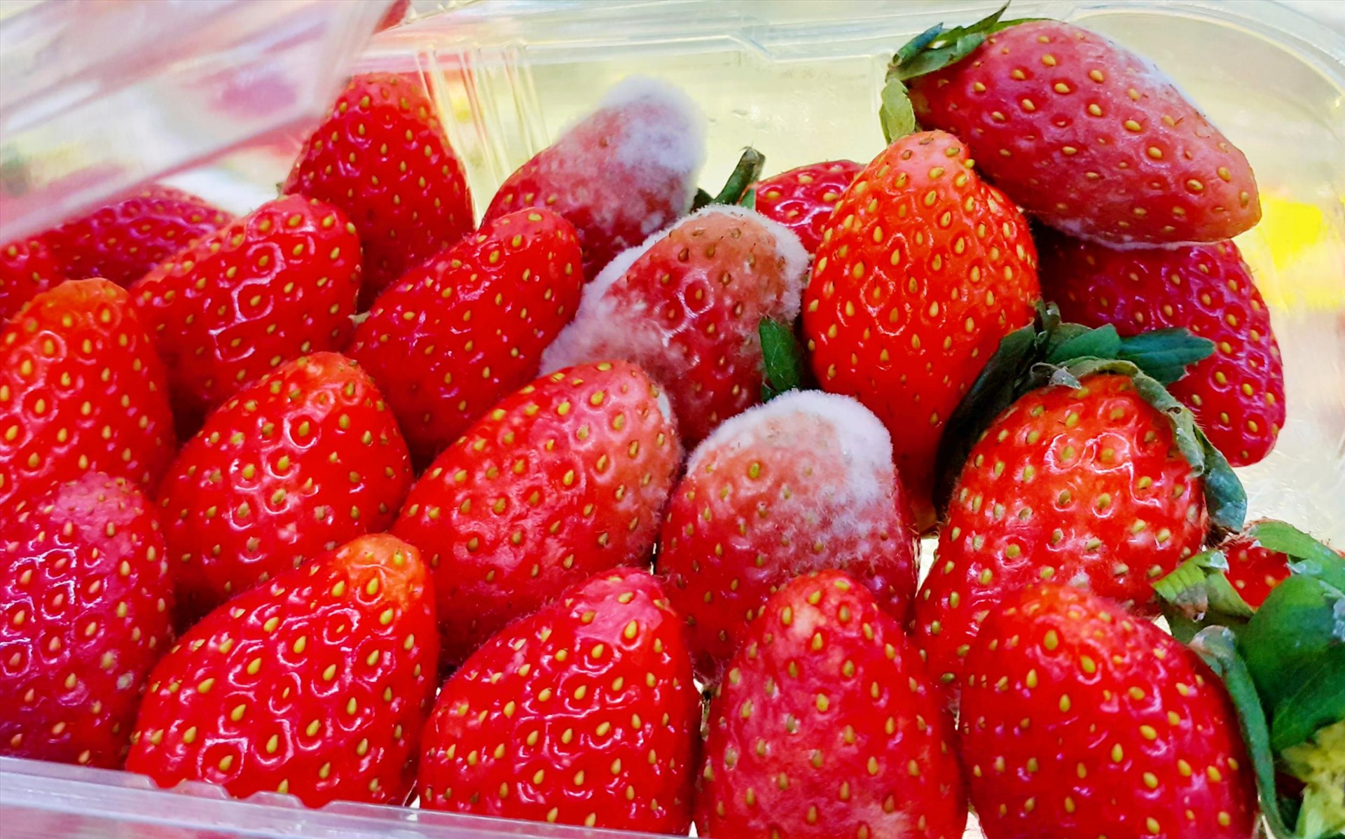 6 loại thực phẩm khi bị mốc c&oacute; thể trở n&ecirc;n cực độc, loại đầu ti&ecirc;n rất nhiều nh&agrave; đang c&oacute;- Ảnh 4.