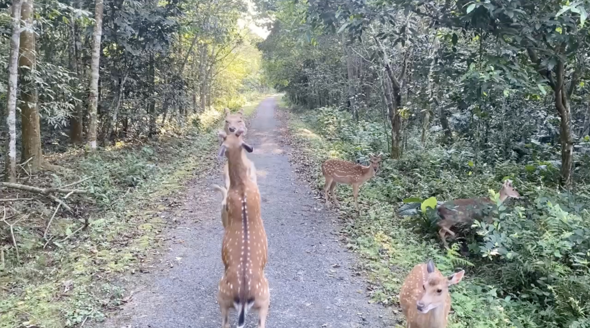 Ẩu đả dữ dội tại vườn quốc gia C&uacute;c Phương nhưng kh&ocirc;ng ai can ngăn, l&yacute; do l&agrave; g&igrave;?- Ảnh 1.