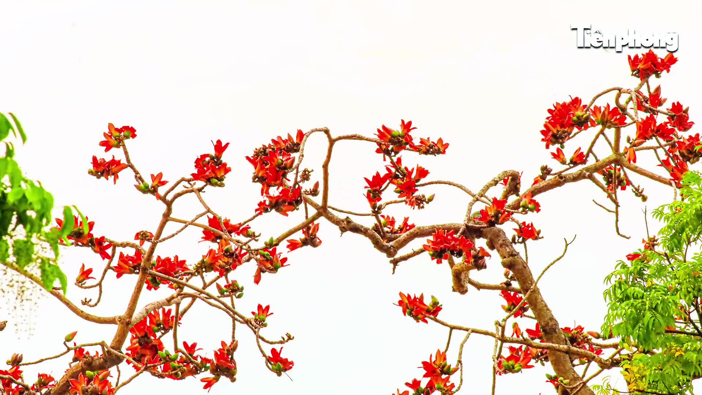 H&agrave; Nội rực đỏ sắc hoa gạo trong những ng&agrave;y giao m&ugrave;a- Ảnh 9.