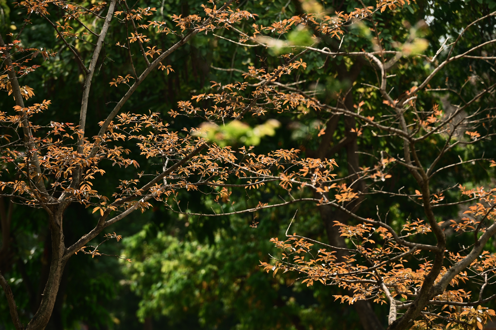 Người Hà Nội đang đổ xô ra công viên Thống Nhất săn lùng một khung cảnh vô thực- Ảnh 3. Người Hà Nội đang đổ xô ra công viên Thống Nhất săn lùng một khung cảnh vô thực- Ảnh 3.