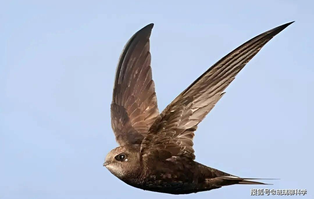 B&iacute; ẩn lo&agrave;i chim bay suốt mười th&aacute;ng kh&ocirc;ng hạ c&aacute;nh: Ăn ngủ tr&ecirc;n trời nhưng vẫn sinh con b&igrave;nh thường- Ảnh 1.