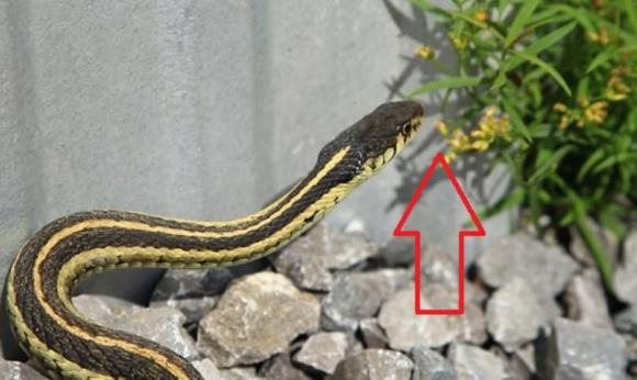 5 thứ dễ &ldquo;gọi&rdquo; rắn v&agrave;o nh&agrave;- Ảnh 2.