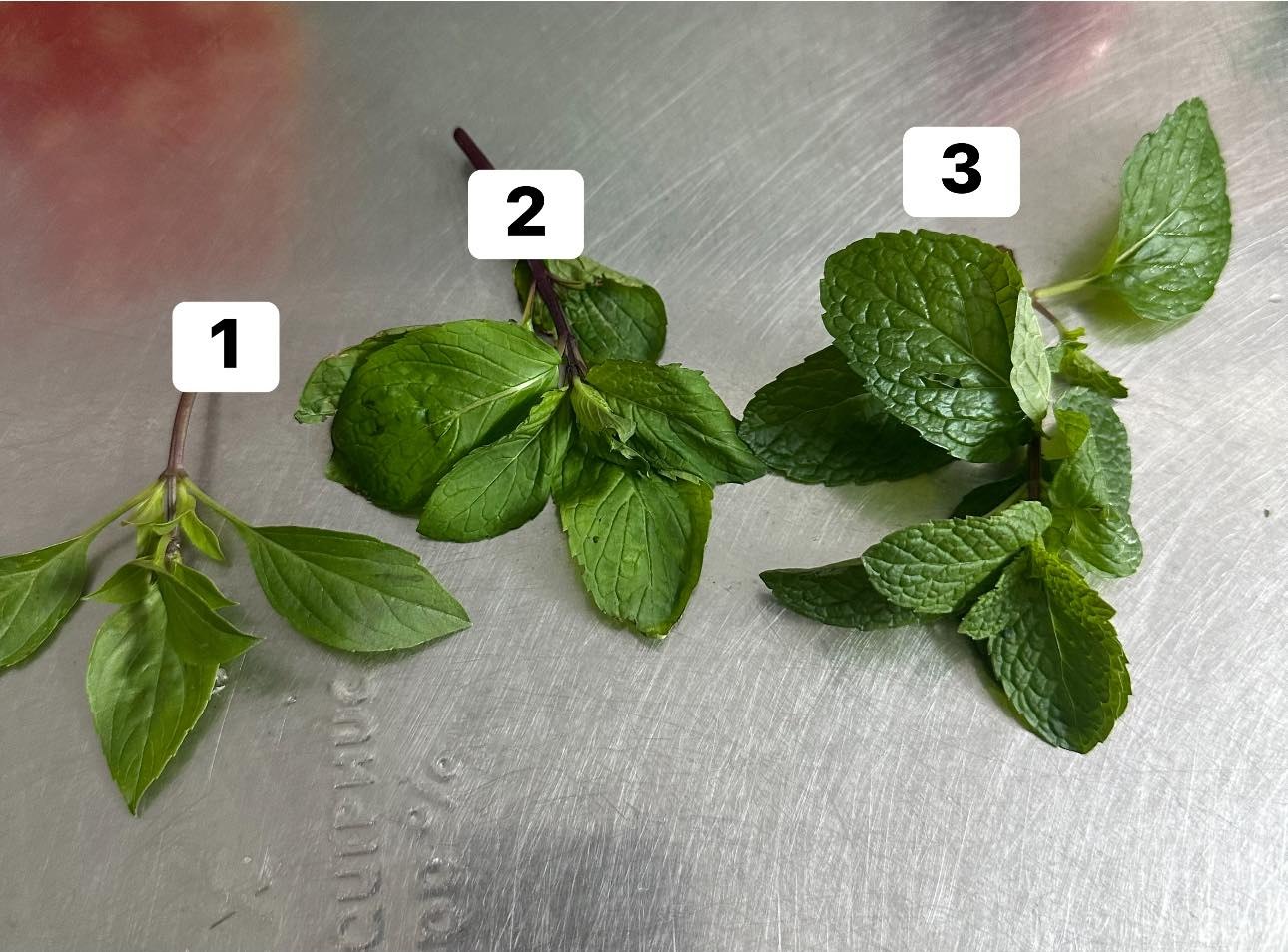 Nhiều người đang tự ph&aacute; hỏng b&aacute;t phở chỉ v&igrave; nhầm lẫn tai hại giữa ba loại rau n&agrave;y- Ảnh 1.