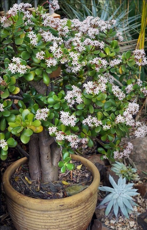 5 c&acirc;y mang may mắn v&agrave;o nh&agrave;, trồng 1 chậu l&agrave; bừng s&aacute;ng cả kh&ocirc;ng gian- Ảnh 5.