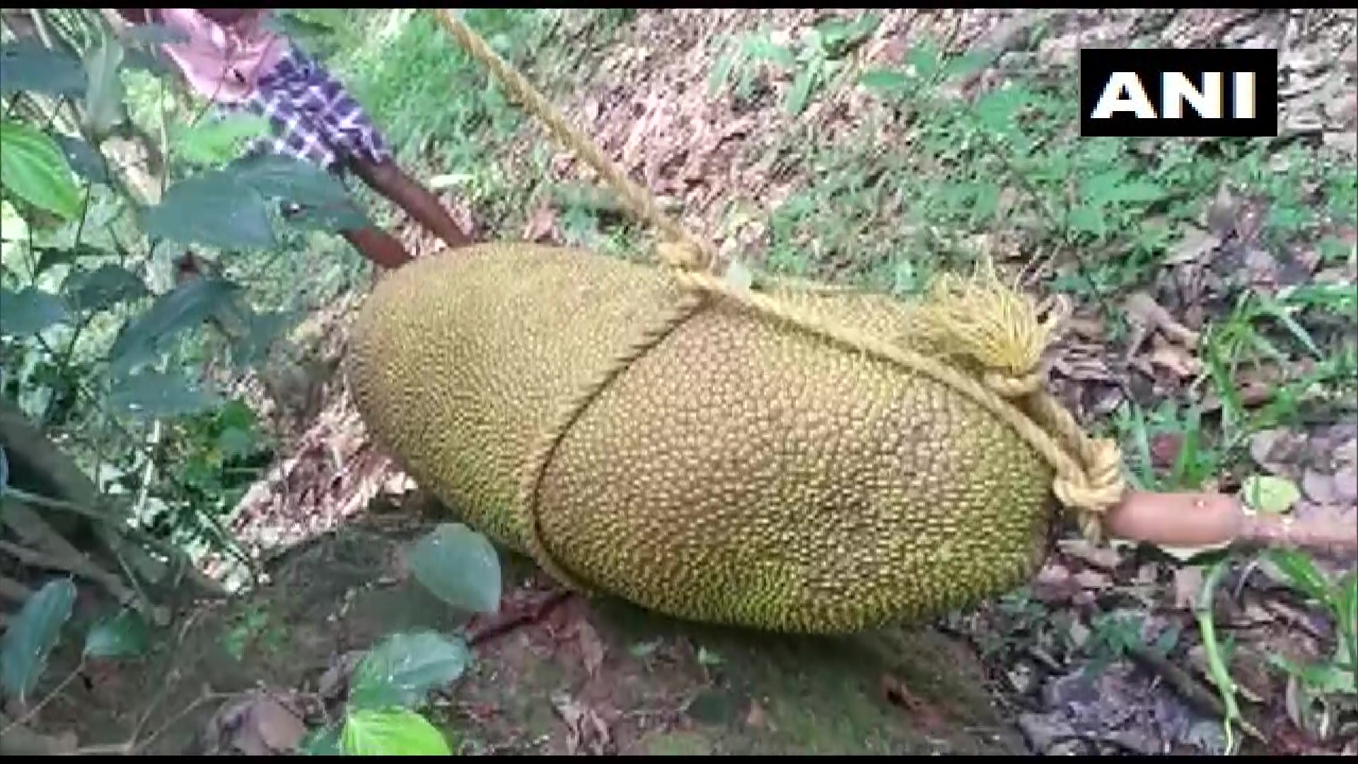 Kỳ lạ quả m&iacute;t "lớn nhất thế giới", d&acirc;n l&agrave;ng nườm nượp k&eacute;o đến chi&ecirc;m ngưỡng- Ảnh 2.