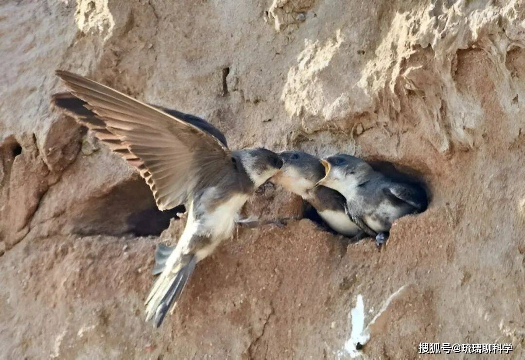 B&iacute; ẩn lo&agrave;i chim bay suốt mười th&aacute;ng kh&ocirc;ng hạ c&aacute;nh: Ăn ngủ tr&ecirc;n trời nhưng vẫn sinh con b&igrave;nh thường- Ảnh 3.