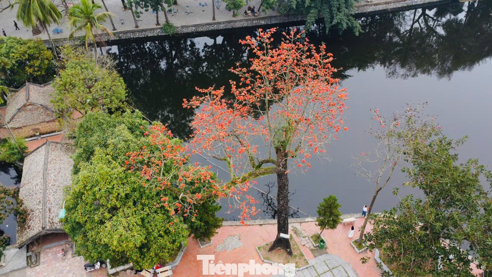 H&agrave; Nội rực đỏ sắc hoa gạo trong những ng&agrave;y giao m&ugrave;a- Ảnh 13.