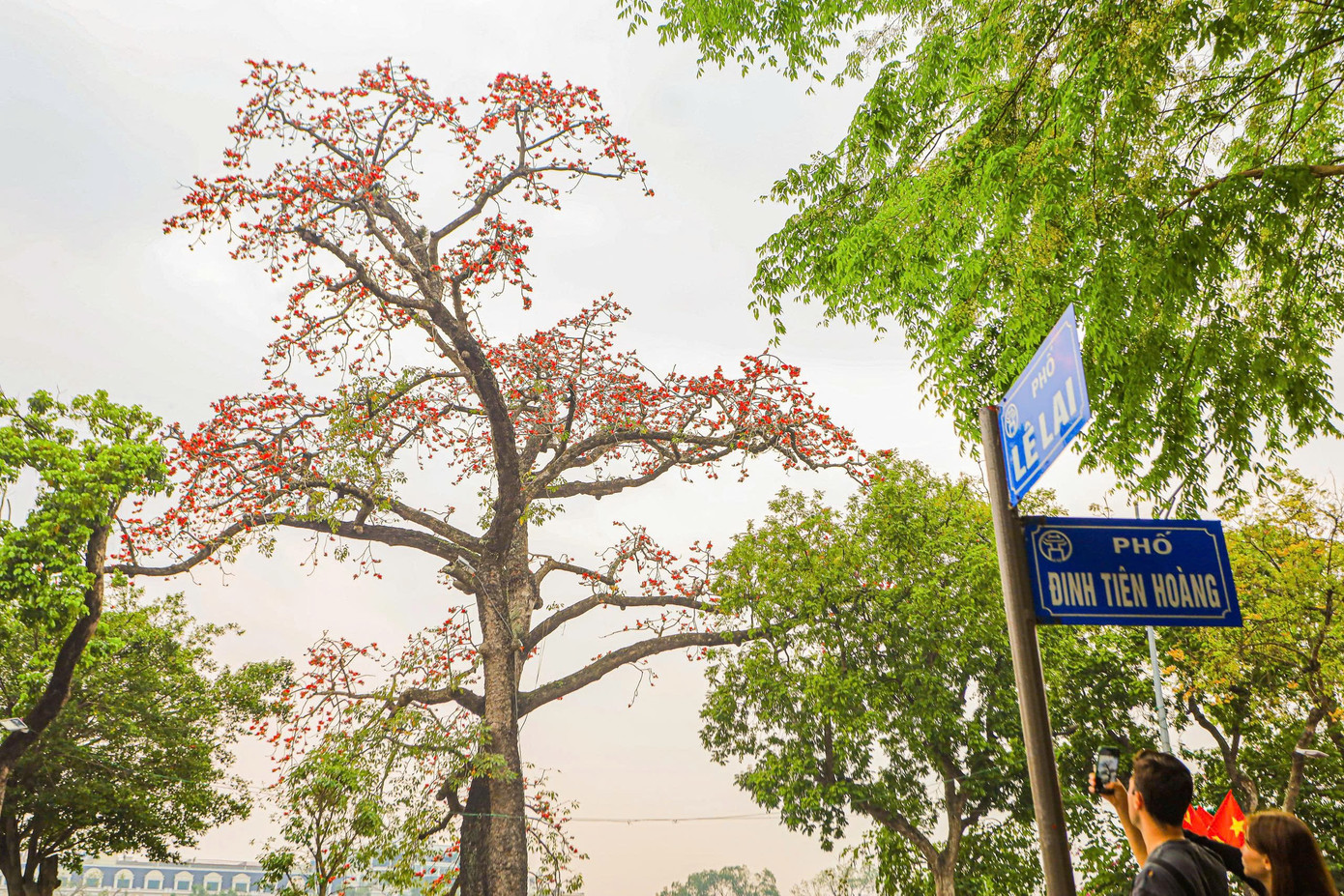 H&agrave; Nội rực đỏ sắc hoa gạo trong những ng&agrave;y giao m&ugrave;a- Ảnh 3.