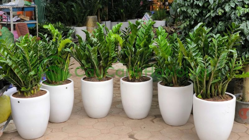 5 c&acirc;y mang may mắn v&agrave;o nh&agrave;, trồng 1 chậu l&agrave; bừng s&aacute;ng cả kh&ocirc;ng gian- Ảnh 1.