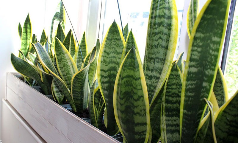 5 c&acirc;y mang may mắn v&agrave;o nh&agrave;, trồng 1 chậu l&agrave; bừng s&aacute;ng cả kh&ocirc;ng gian- Ảnh 3.