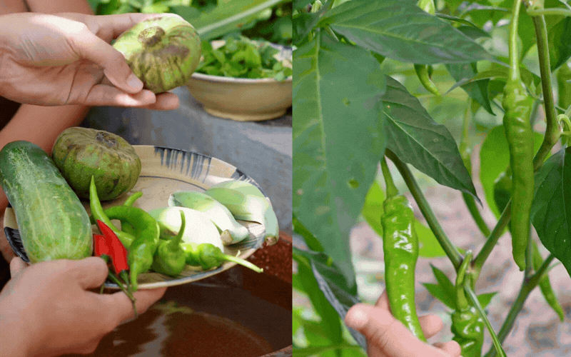 Đặc sản n&agrave;y ở Huế đ&atilde; v&agrave;o m&ugrave;a: M&agrave;u xanh trong veo m&aacute;t mắt, d&acirc;n bản địa m&ecirc; mệt c&oacute; khi chẳng c&oacute; m&agrave; ăn- Ảnh 7.