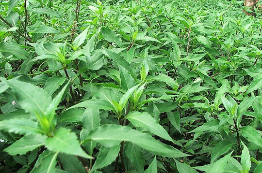 M&oacute;n rau n&ecirc;n ăn v&agrave;o th&aacute;ng Ba - vừa ngon, dễ nấu lại gi&uacute;p th&uacute;c đẩy nhu động ruột, nu&ocirc;i dưỡng gan v&agrave; bảo vệ mắt- Ảnh 1.