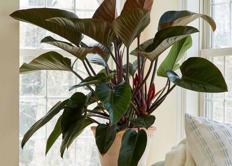 5 c&acirc;y mang may mắn v&agrave;o nh&agrave;, trồng 1 chậu l&agrave; bừng s&aacute;ng cả kh&ocirc;ng gian- Ảnh 2.