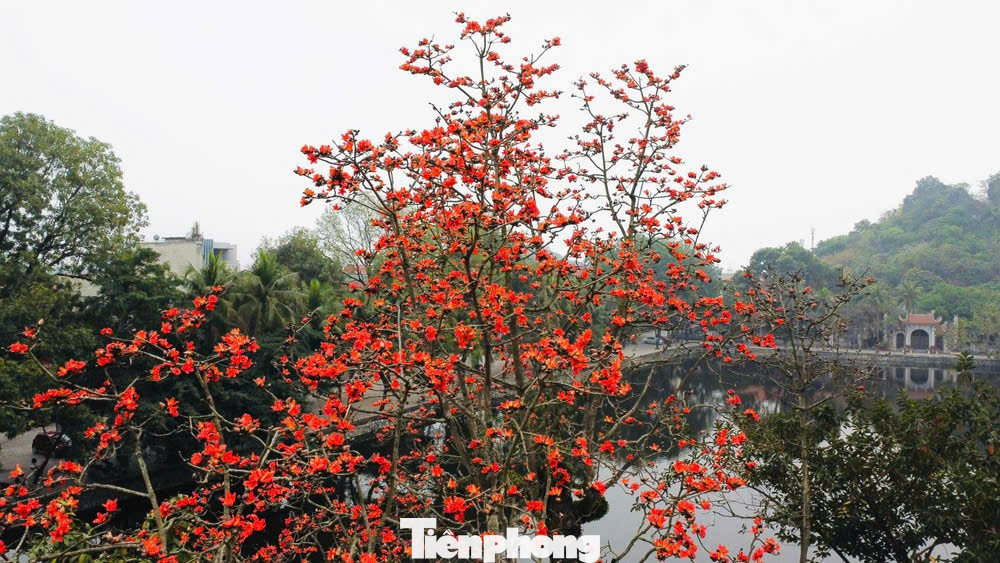 H&agrave; Nội rực đỏ sắc hoa gạo trong những ng&agrave;y giao m&ugrave;a- Ảnh 14.