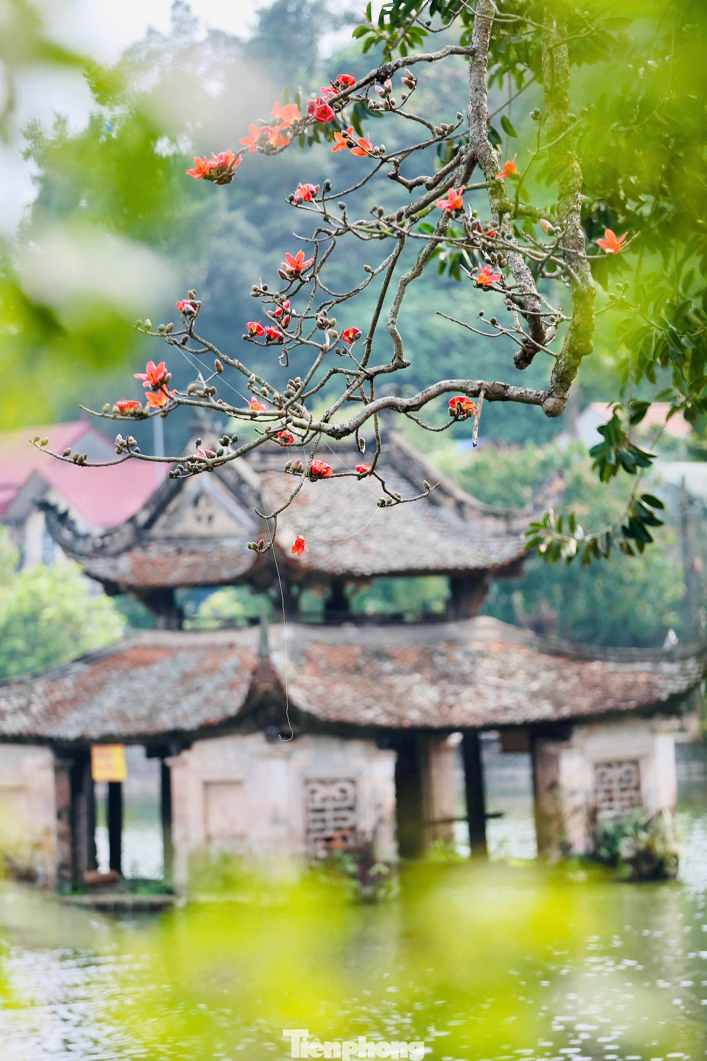 H&agrave; Nội rực đỏ sắc hoa gạo trong những ng&agrave;y giao m&ugrave;a- Ảnh 16.