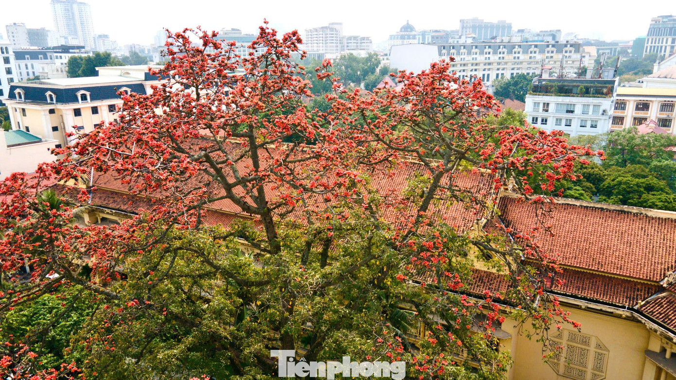 H&agrave; Nội rực đỏ sắc hoa gạo trong những ng&agrave;y giao m&ugrave;a- Ảnh 10.