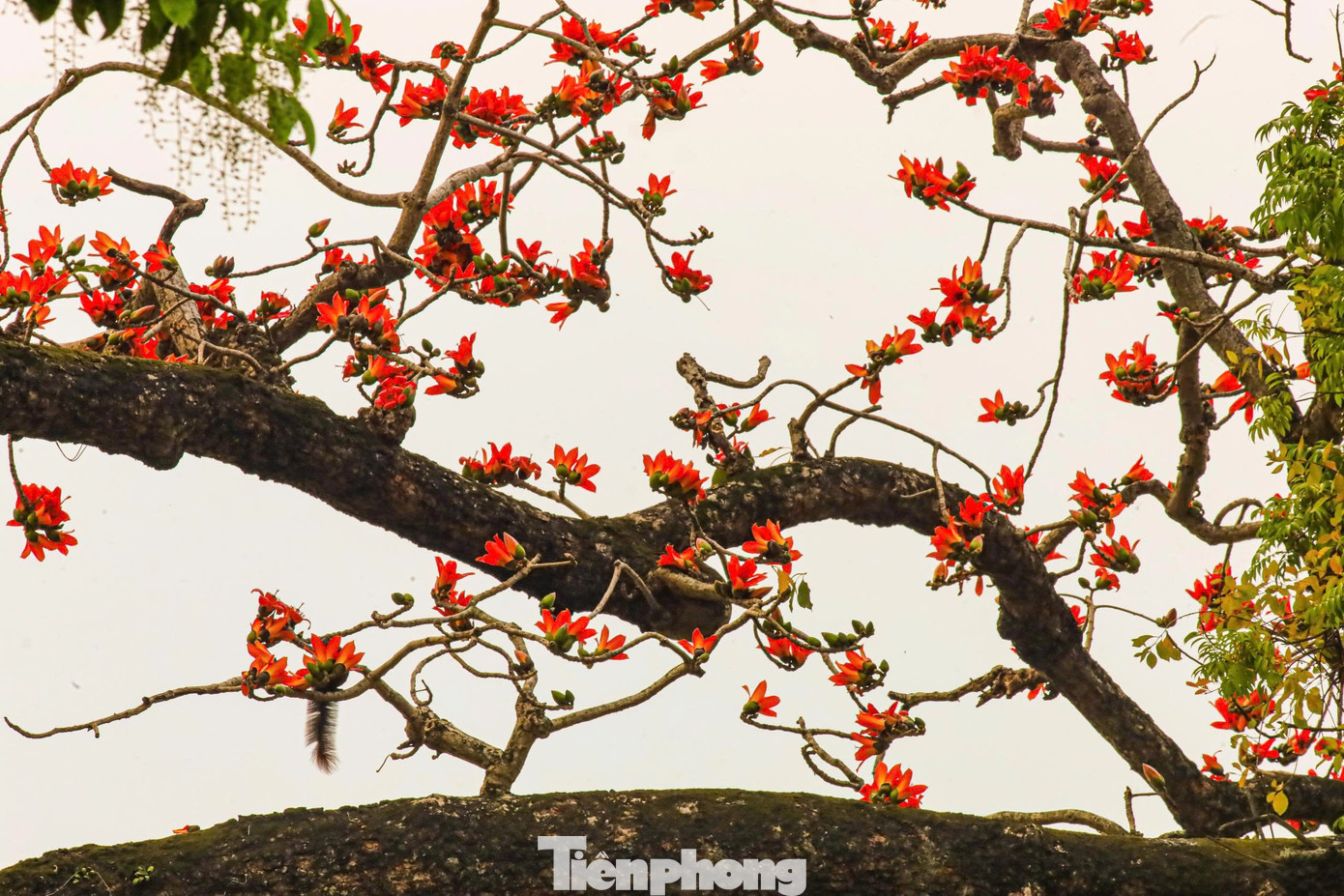 H&agrave; Nội rực đỏ sắc hoa gạo trong những ng&agrave;y giao m&ugrave;a- Ảnh 6.