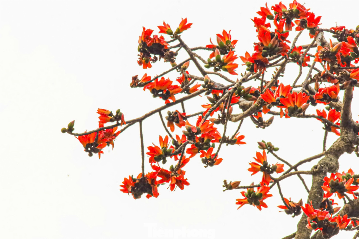 H&agrave; Nội rực đỏ sắc hoa gạo trong những ng&agrave;y giao m&ugrave;a- Ảnh 5.