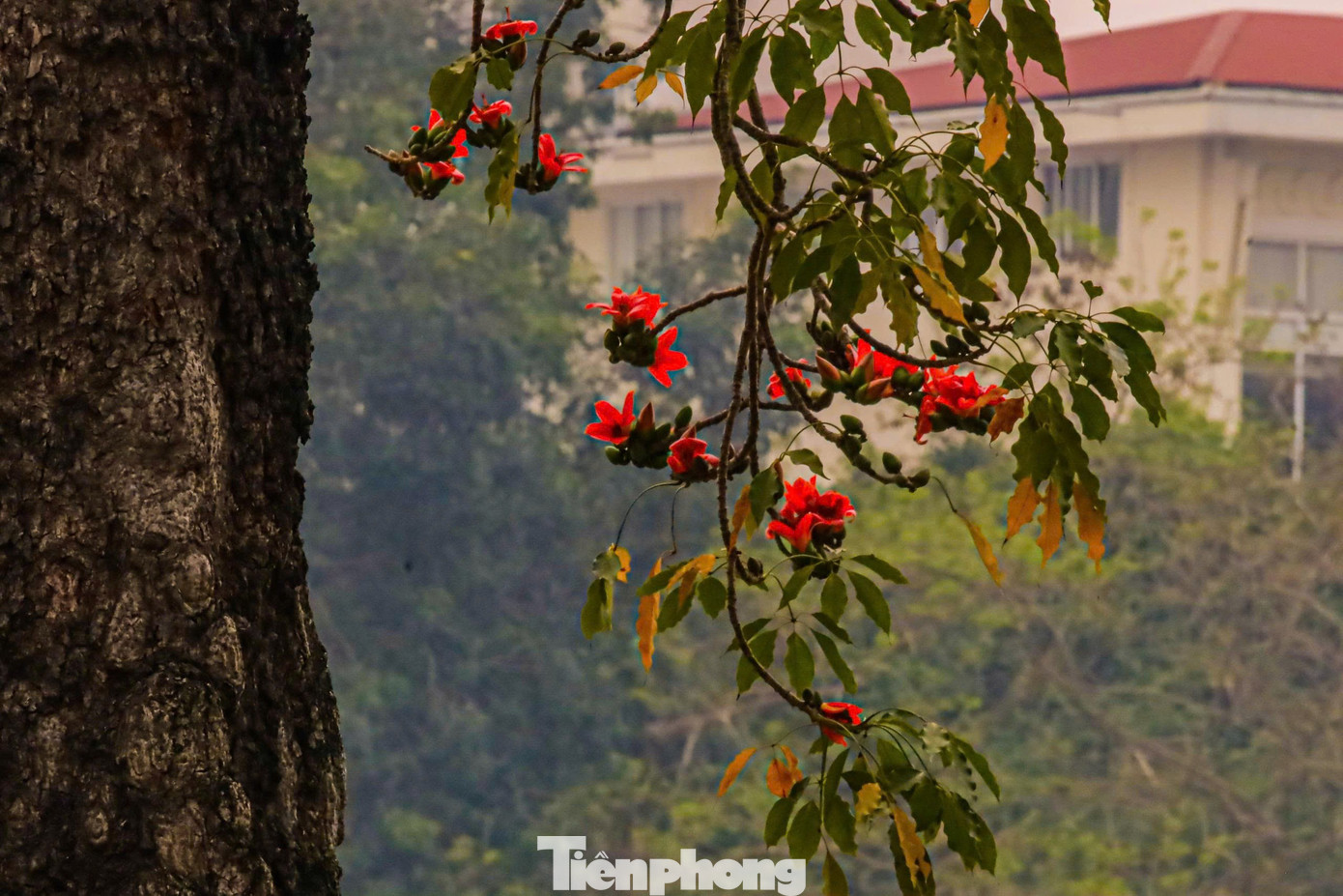 H&agrave; Nội rực đỏ sắc hoa gạo trong những ng&agrave;y giao m&ugrave;a- Ảnh 4.
