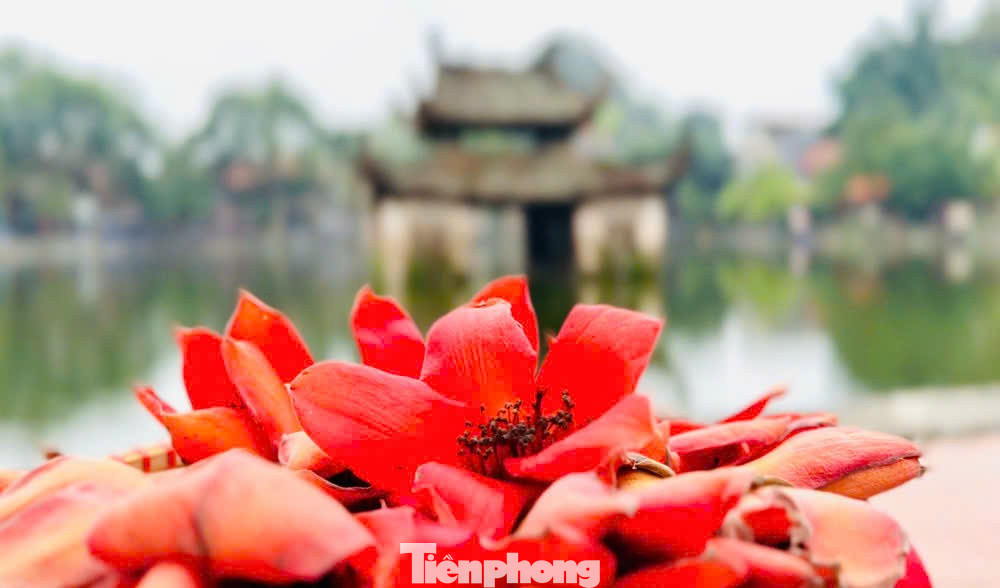 H&agrave; Nội rực đỏ sắc hoa gạo trong những ng&agrave;y giao m&ugrave;a- Ảnh 15.