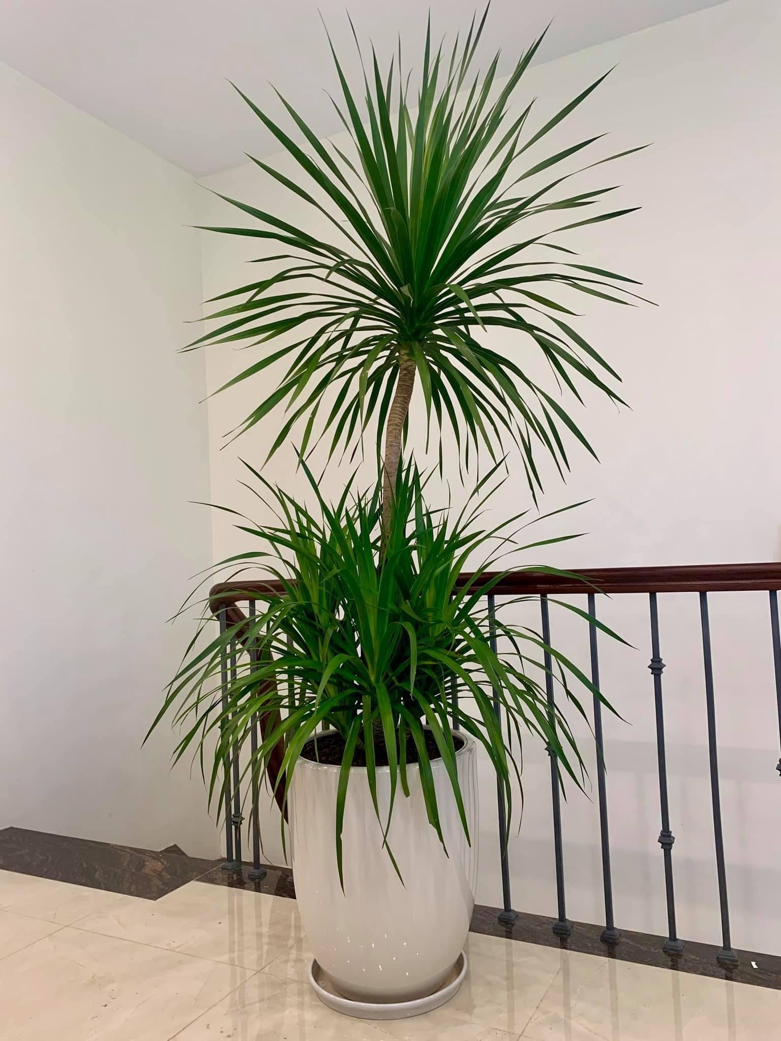 5 c&acirc;y mang may mắn v&agrave;o nh&agrave;, trồng 1 chậu l&agrave; bừng s&aacute;ng cả kh&ocirc;ng gian- Ảnh 4.