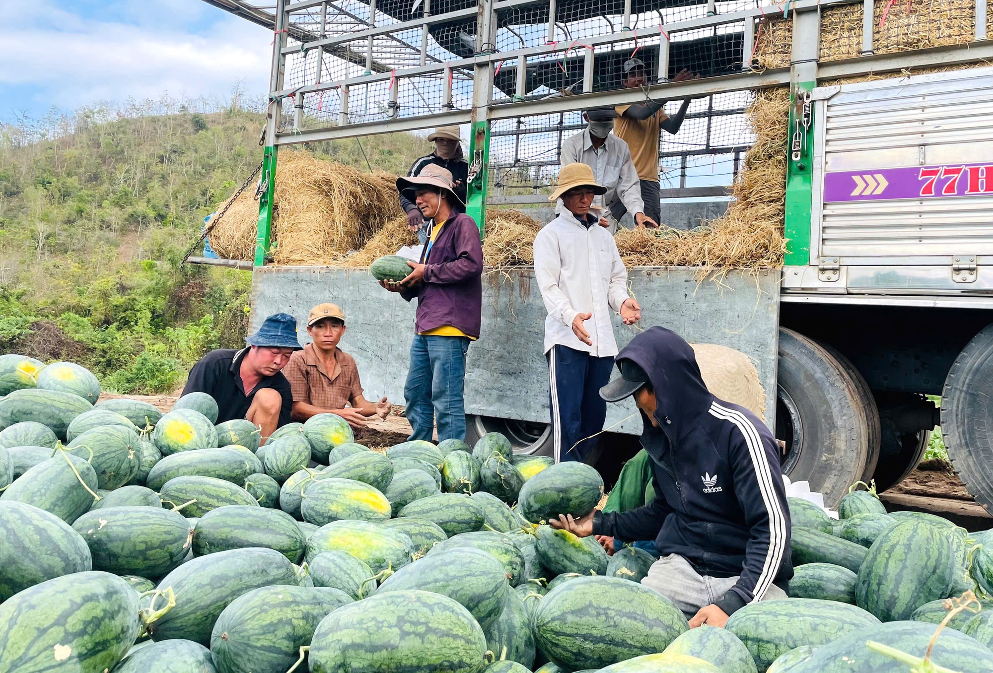 Gi&aacute; dưa hấu c&ograve;n 1.000 đồng/kg, nhiều hộ trồng lỗ h&agrave;ng trăm triệu đồng- Ảnh 1.