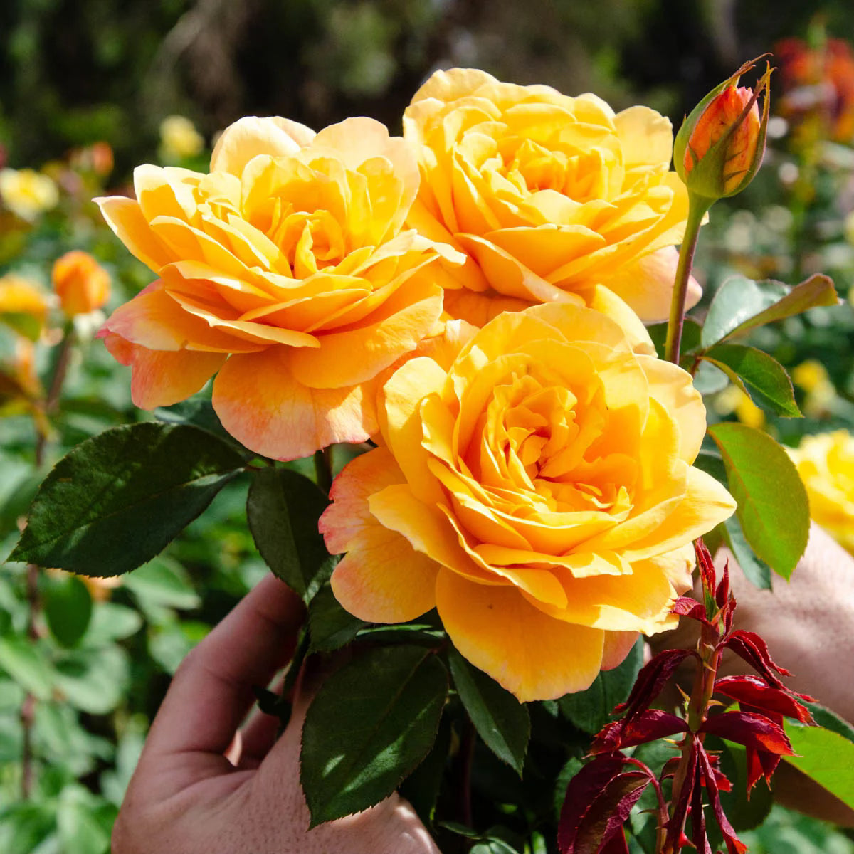 7 loại c&acirc;y mang lại may mắn, n&ecirc;n trồng ngay trong vườn nh&agrave;- Ảnh 4.