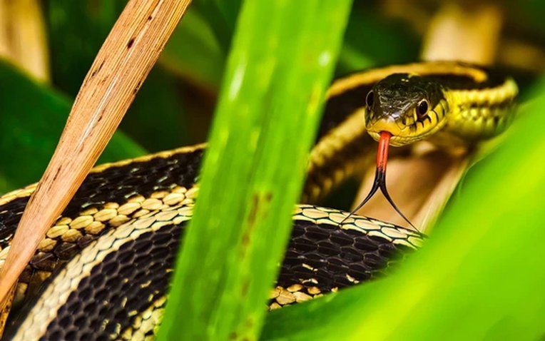 3 loại c&acirc;y trồng trong vườn nh&agrave;, rắn sợ tr&aacute;nh xa, gia chủ c&oacute; th&ecirc;m t&agrave;i lộc- Ảnh 1.