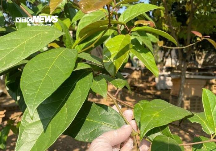 B&agrave;i thuốc từ c&acirc;y xạ đen- Ảnh 1.