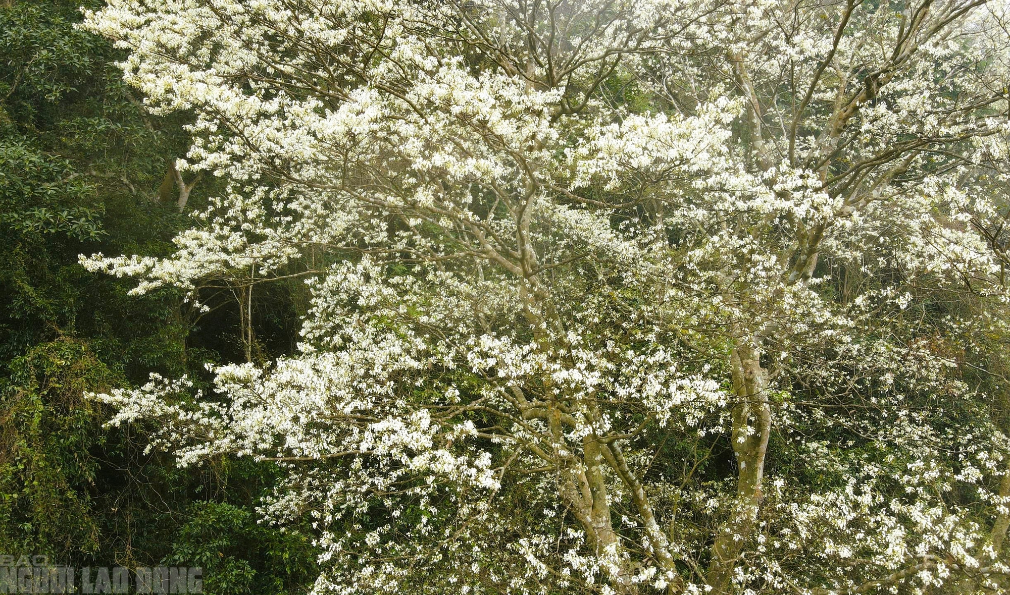 VIDEO: Ngây ngất với loài hoa nở trắng rừng xứ Thanh- Ảnh 11. VIDEO: Ngây ngất với loài hoa nở trắng rừng xứ Thanh- Ảnh 11.