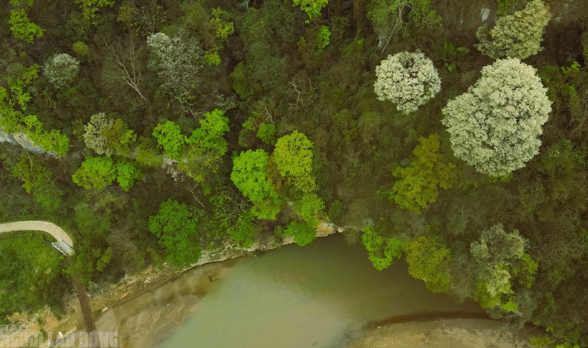 VIDEO: Ngây ngất với loài hoa nở trắng rừng xứ Thanh- Ảnh 3. VIDEO: Ngây ngất với loài hoa nở trắng rừng xứ Thanh- Ảnh 3.