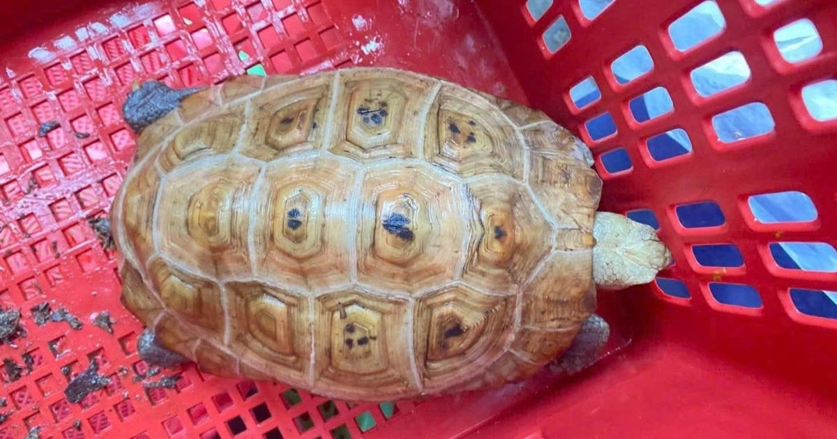 6 vật tự nhi&ecirc;n v&agrave;o nh&agrave; được xem l&agrave; dấu hiệu Thần T&agrave;i gh&eacute; thăm, chớ vội xua đuổi- Ảnh 6.