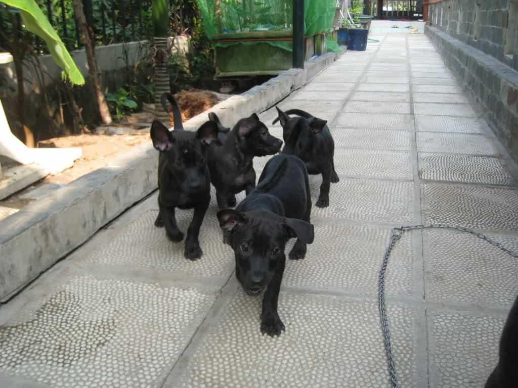 6 vật tự nhi&ecirc;n v&agrave;o nh&agrave; được xem l&agrave; dấu hiệu Thần T&agrave;i gh&eacute; thăm, chớ vội xua đuổi- Ảnh 4.